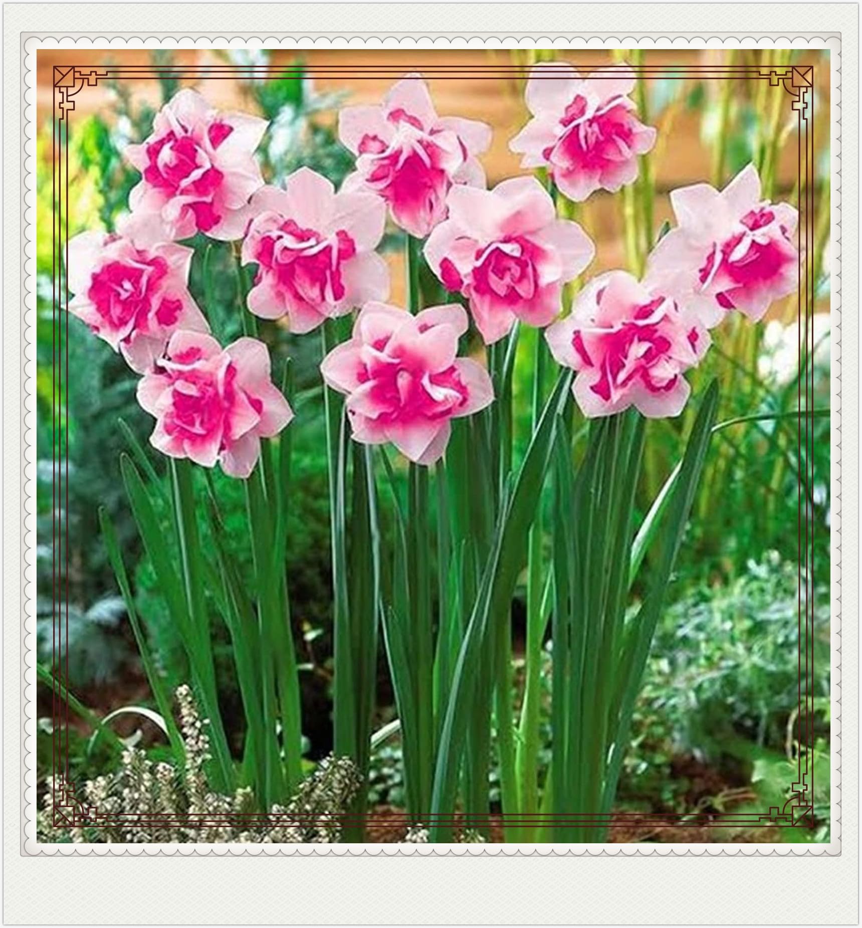 Daffodil Bulbs Narcissus Bulbs Narcissus Bulbs Dwarf Narcissus Flowers Ornamental Flowers,Wedding Flowers,Garden Flowers,Hardy Perennial-10bulbs-e