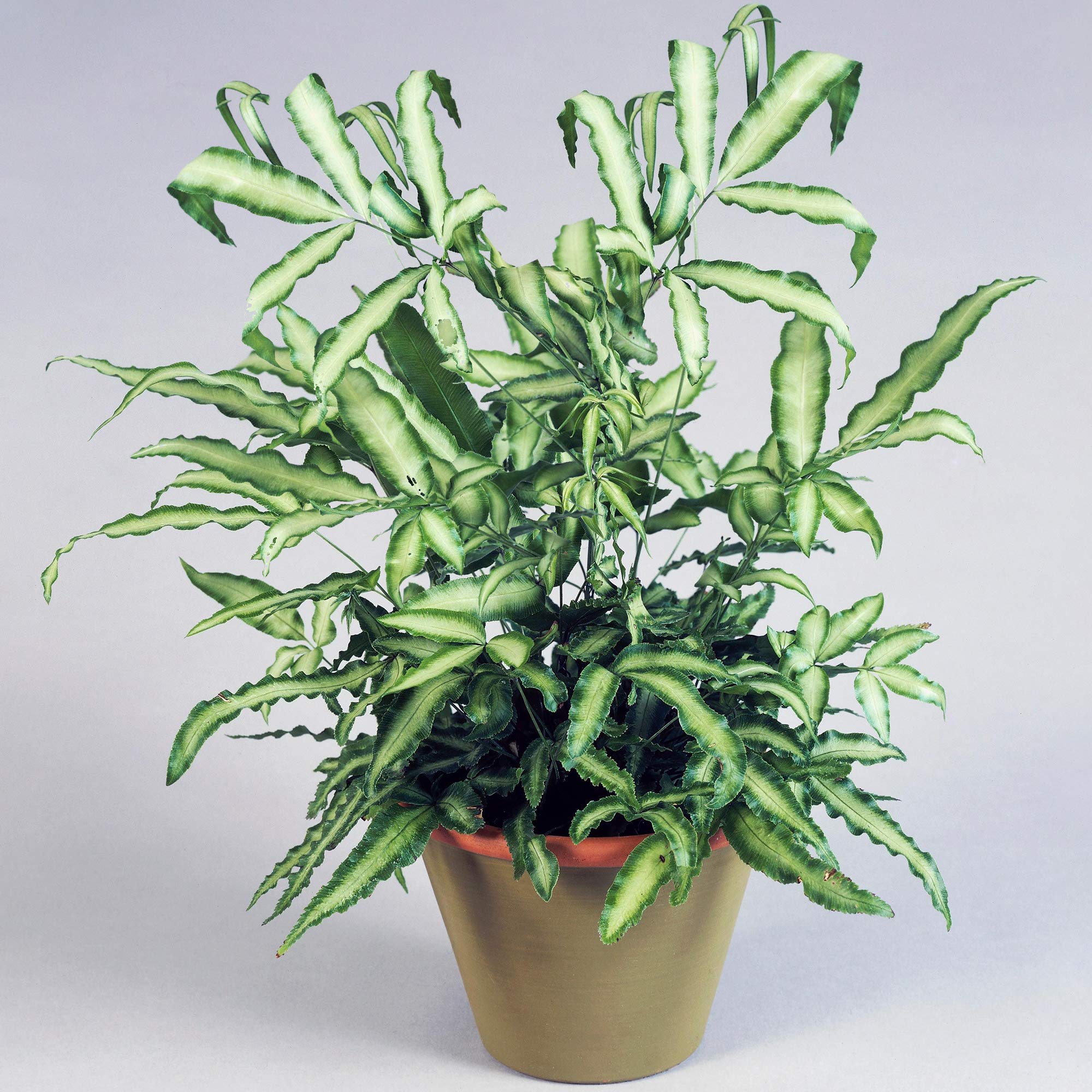 Pteris Albolineata | Best Indoor Plants | 25-35cm Potted Cretan Brake Fern