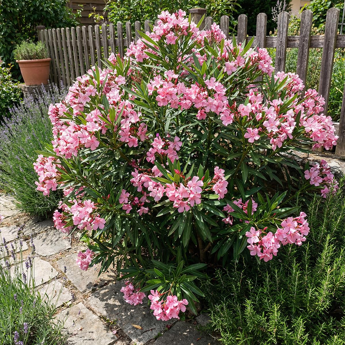 Bloomique - Oleander (Nerium oleander) - Rosa Blüten - Gartenpflanzen - Terrassenpflanzen - Höhe 80-100 cm - Topfgröße: 26 cm