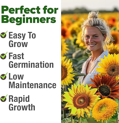 Miniatura 22 de HOME GROWN Semillas de girasol para plantar Más de 520 semillas de girasol de mamut gigante para plantar paquete a granel reliquia, alta