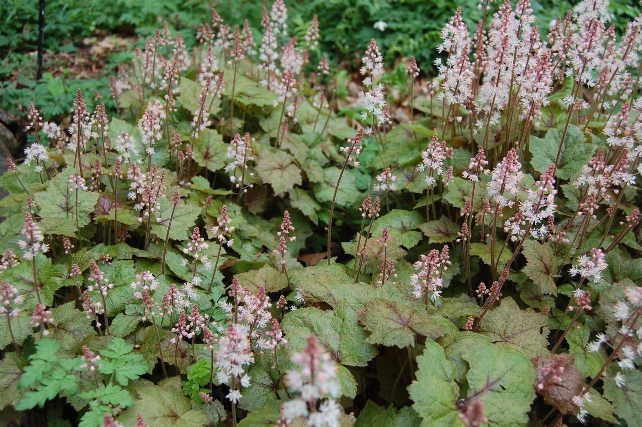Stauden Gänge 10 x Tiarella wherryi Schaumblüte winterhart