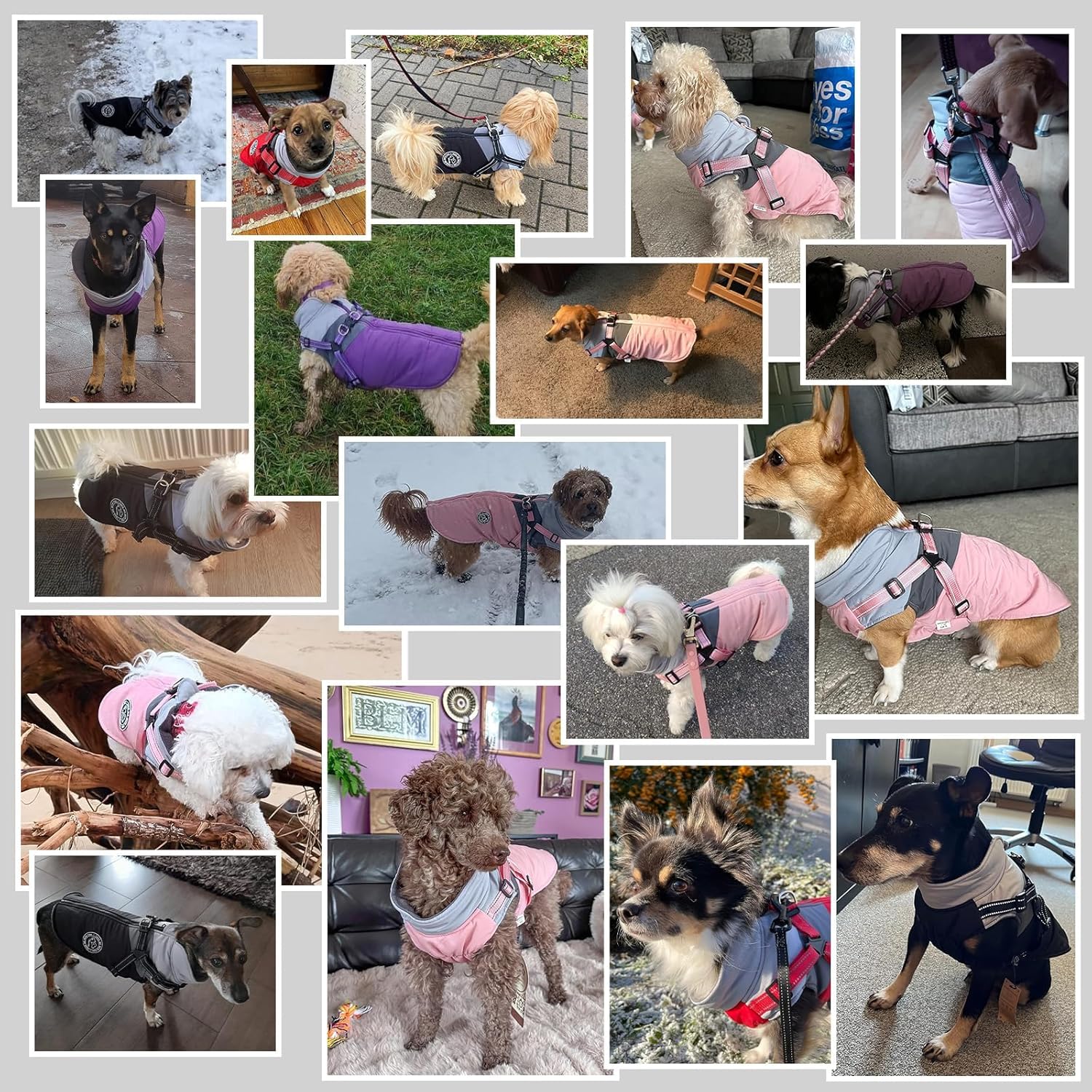 Savlot Wasserdichter Hundemantel Winter Warme Jacke mit Geschirr Reflektierend für Chihuahua Dackel Kleine Hunde Hundepullover