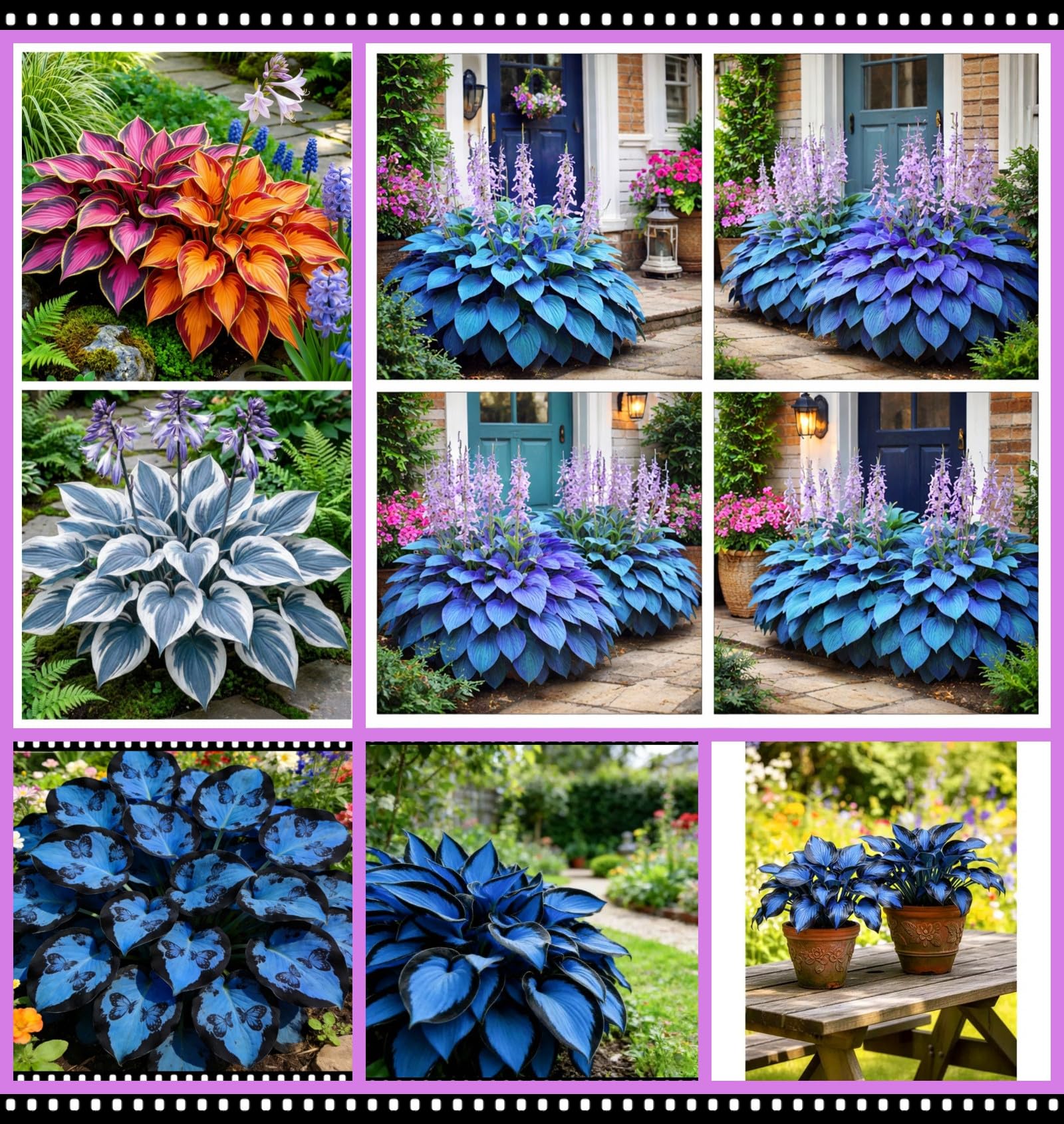 Midnight Blue Heart Hosta Bare Root | Shade-Loving, Cold-Hardy, and Easy to Cultivate, Ideal for Garden Borders and Potted Plants/Hardy Perennial, Excellent Display-4 hosta Bulbs-E