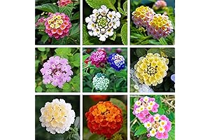 200+ Vibrant Lantana Camara Seeds: A Flourishing Oasis in Your Garden