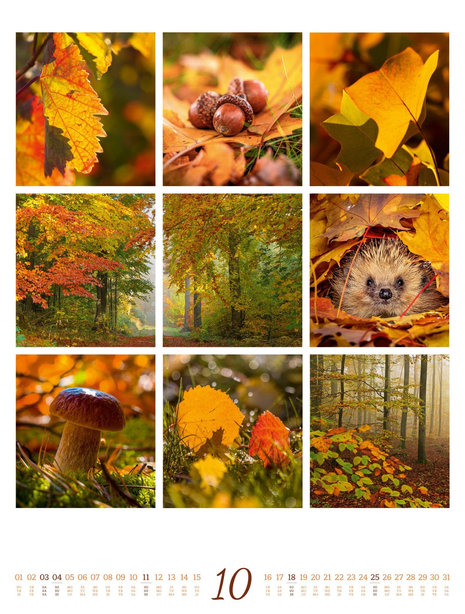 Inspiration Natur Kalender 2026 | Vielfältiger Natur-Kalender im großen Hochformat (50x66 cm) | Mehrteilige Bildmosaike im Triplet-Stil