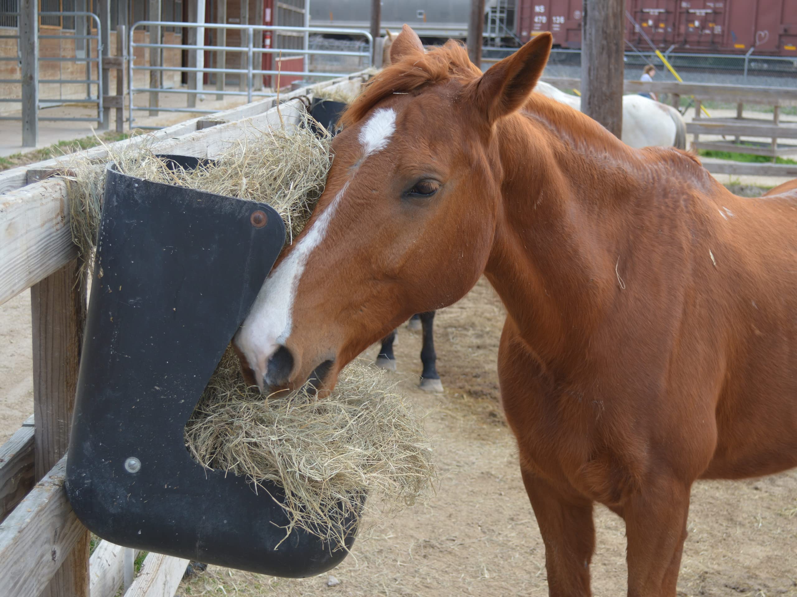 Watch Animal Cops Houston Season 9 Prime Video