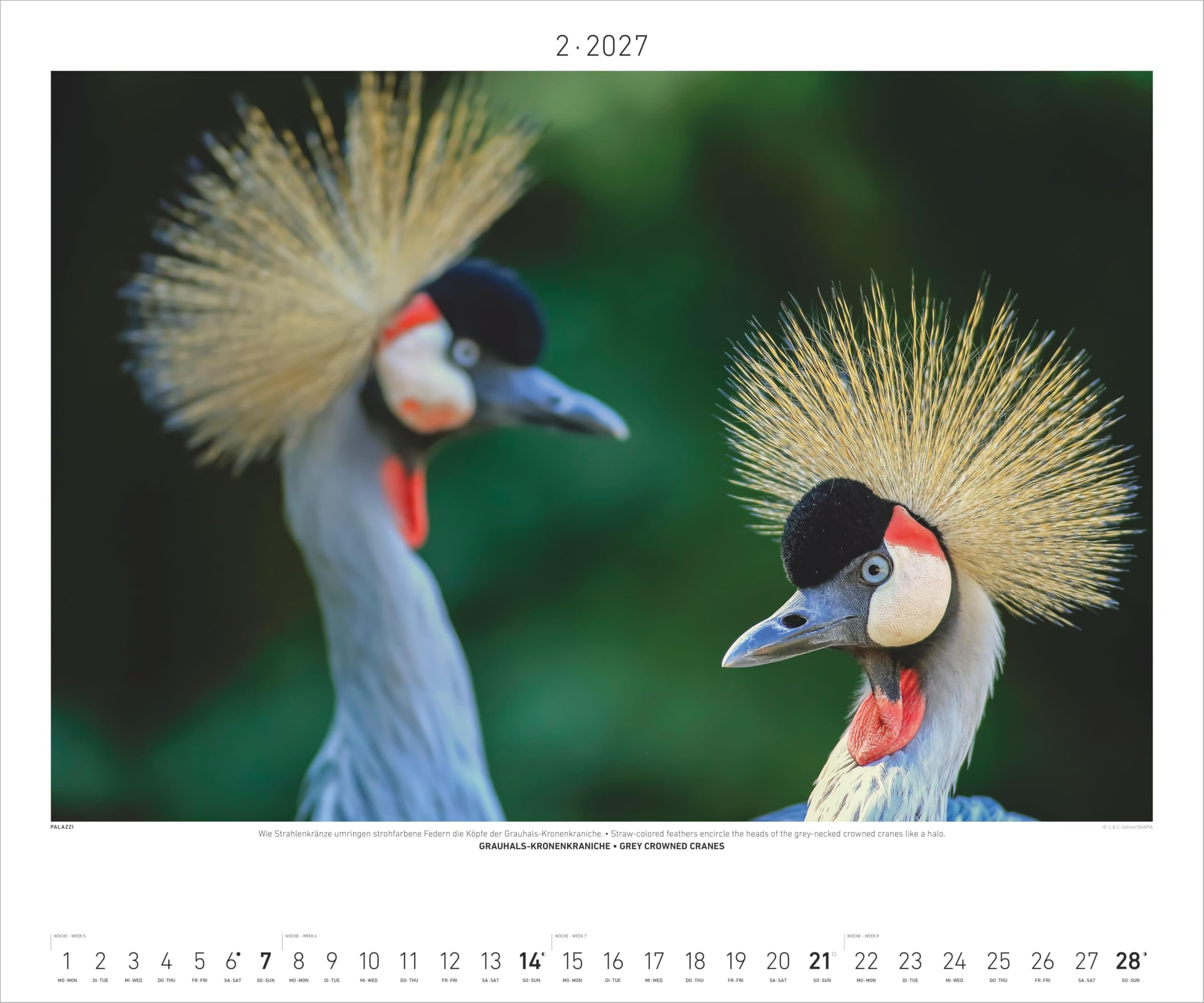 Hautnah - Afrikas Wildnis 2027: Wandkalender 60x50 cm mit 12 Tierfotografien und humorvollen Bildunterschriften