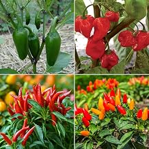 Hot Chili Pepper Seeds Multipack - 4 Heirloom Varieties Jalapeno Prairie Fire Habanero Red Birds Eye