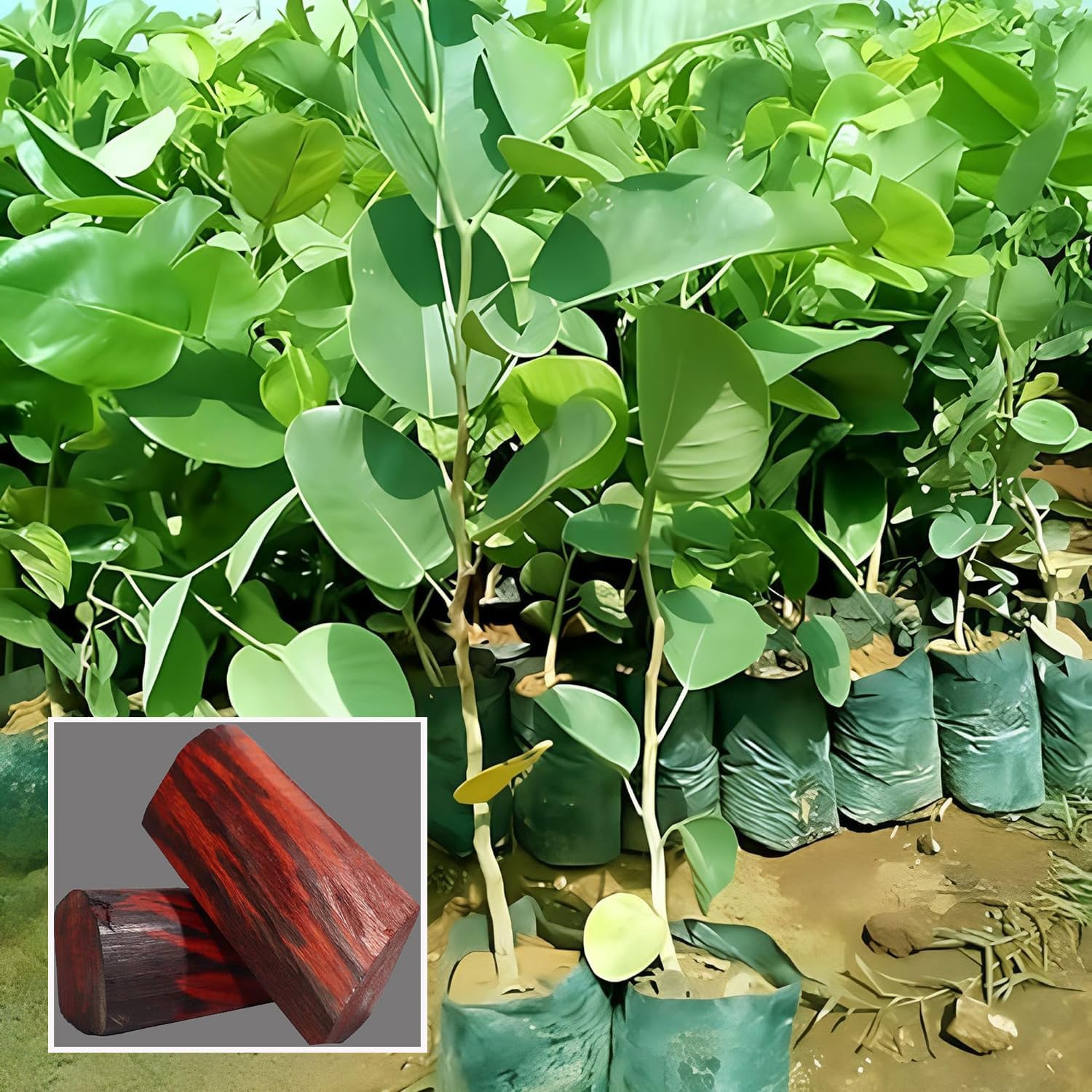 HAPING Red Sandalwood Chandan Avenue Live Plant (1.5-3 Feet Height) (B0CTH72LTX) Amazon Price History, Amazon Price Tracker