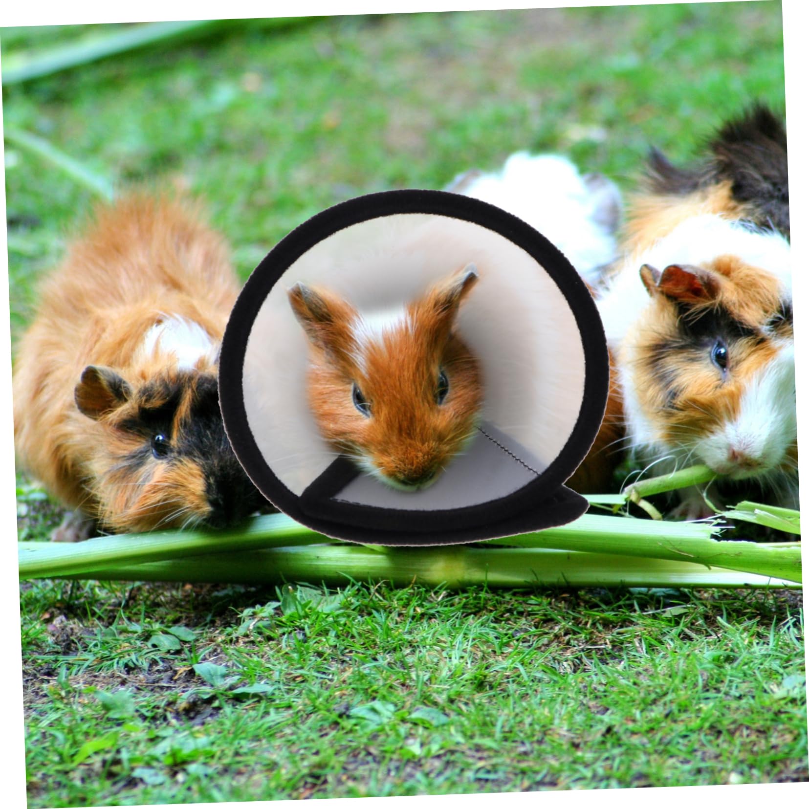 VICASKY 2Pcs Creative Hamster Collar Rings Protective Neckband for Pet Biting Design for Wounds Irritations Comfortable Adorable Look Multi Purpose Use for Hamsters