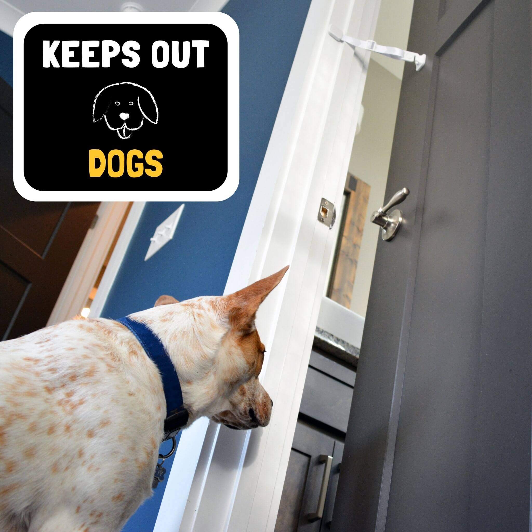 Buy Door Buddy Door Latch Plus Door Stopper. Keep Dog Out of Litter Box