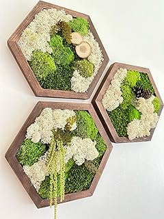 Moss Wall Art Decor | Handmade Wood Hexagon | Single Set to Six (10” x 11.6” each) | Preserved Lichen Moss, Pole Moss, Sheet Moss & Fern (Black, Set of Three)