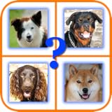 Informationen über jede Art von Hund mit Links zu Wikipedia