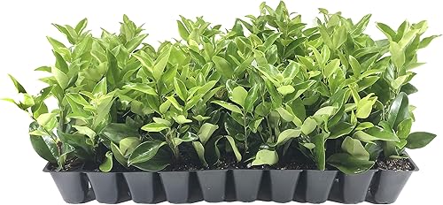 Ligustrum Waxleaf Privet - 40 plantas vivas de 2 pulgadas tamaño maceta - Seto de privacidad perenne