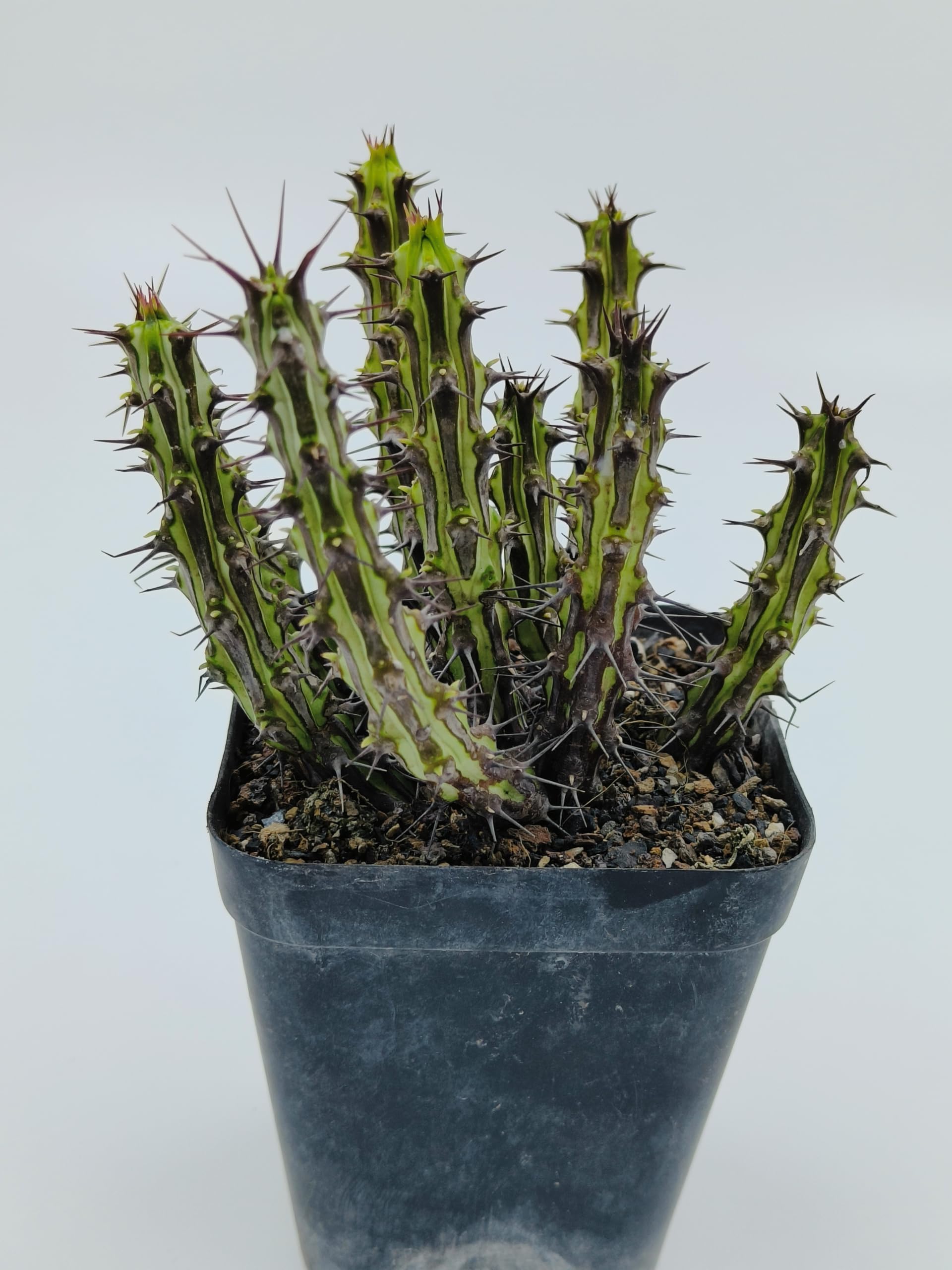 euphorbia sp.nova somalia 巨大株