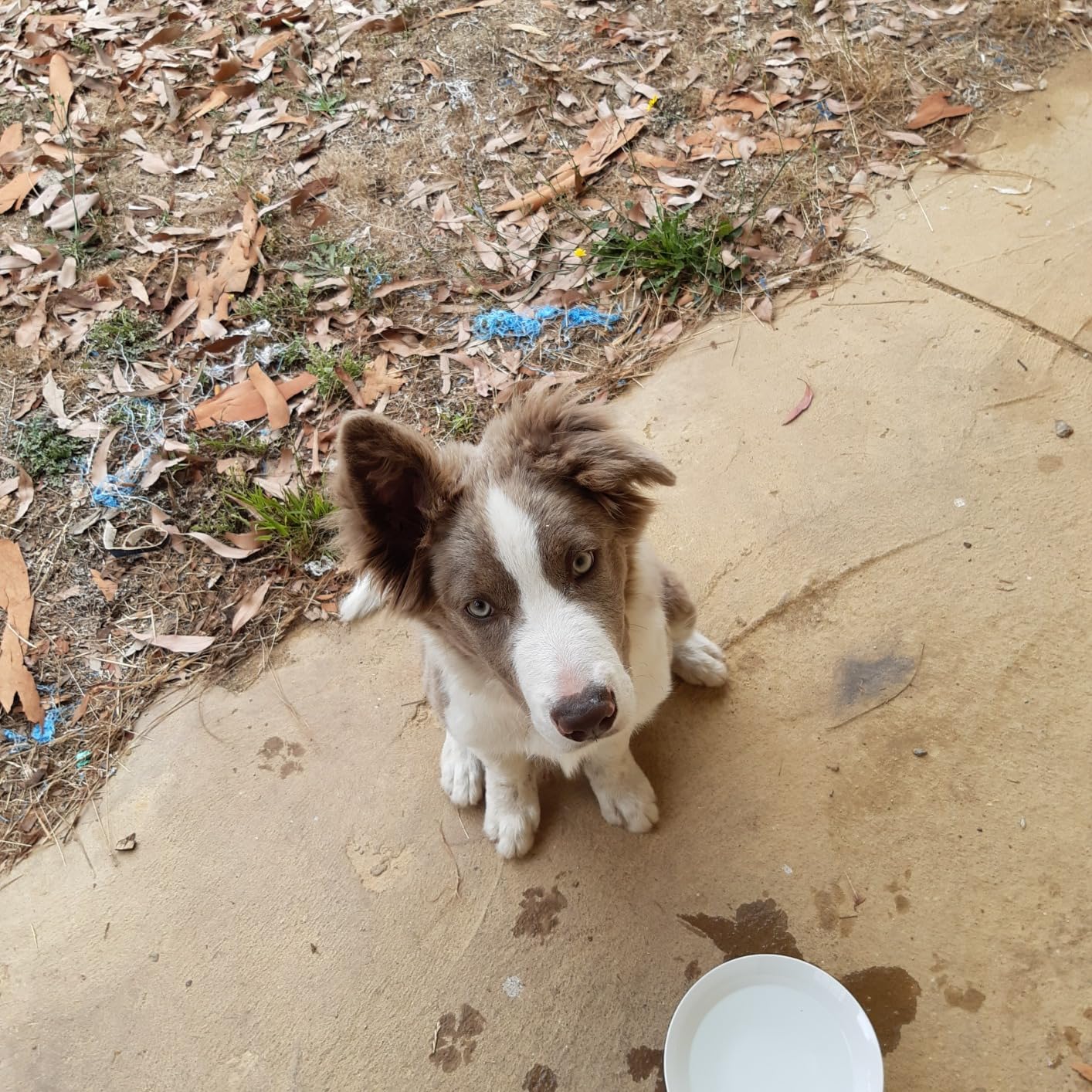 Bow Wow Pigs Ears Dog Treats, 10 Pack Pet Supplies