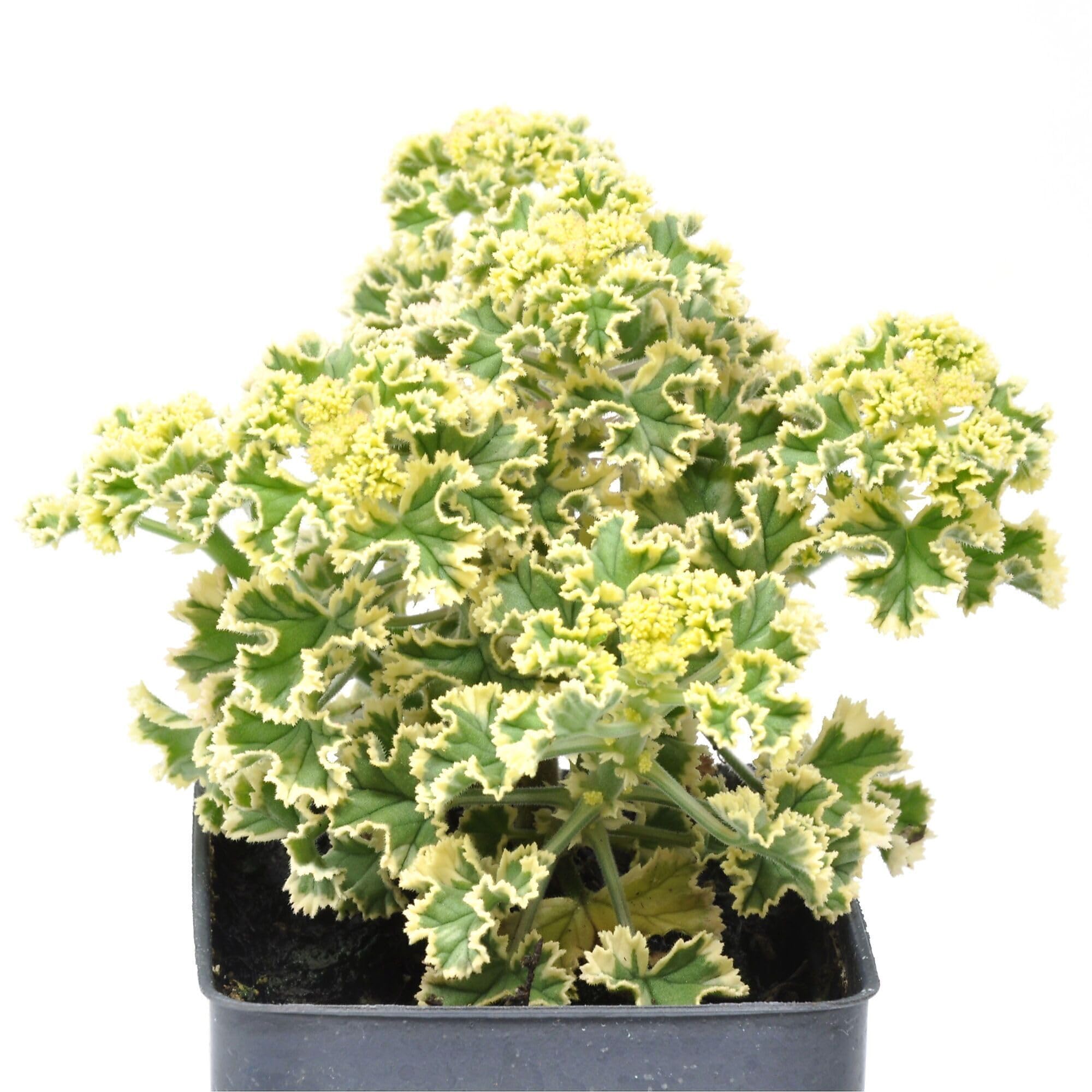 Geranium Prince Rupert Variegated