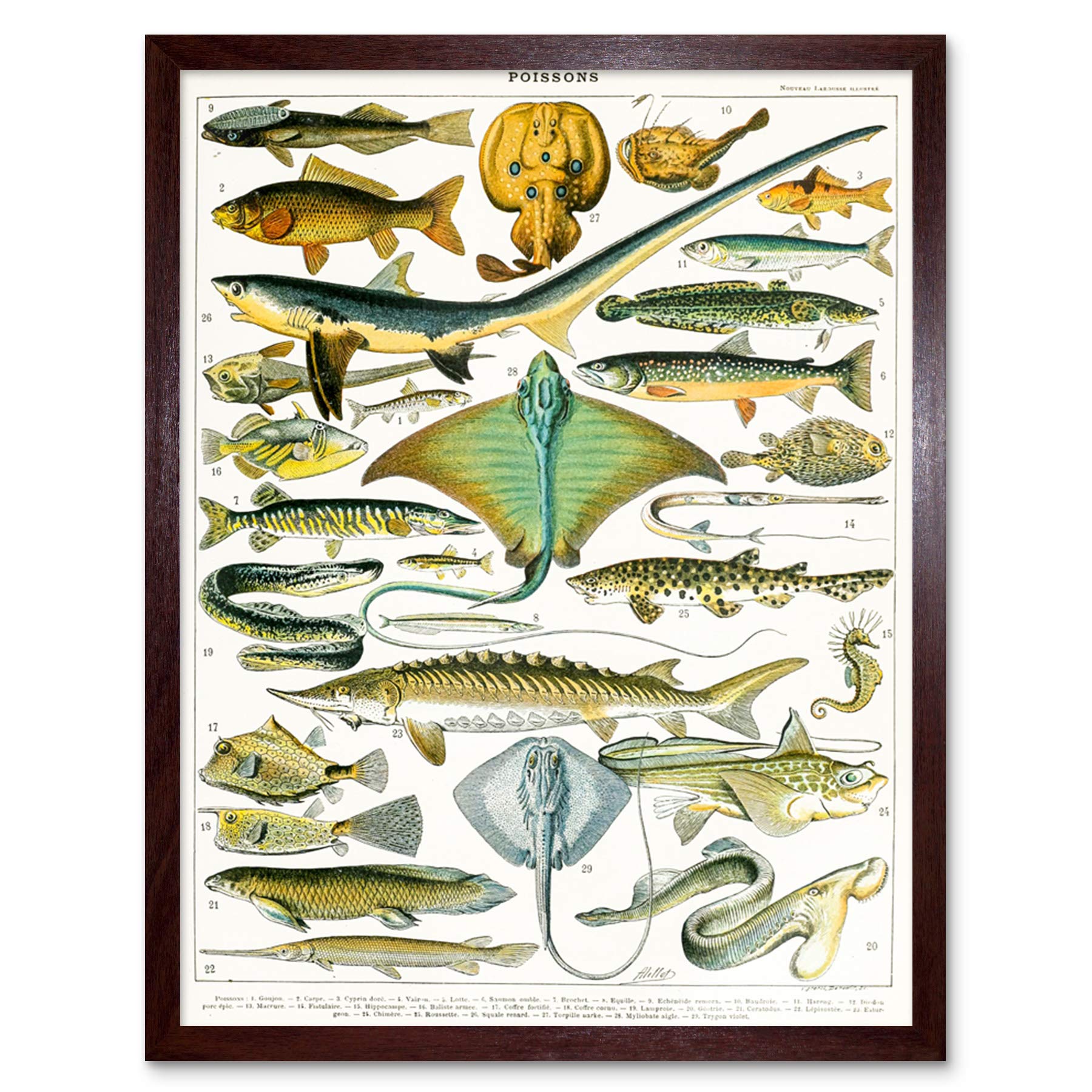 Artery8 Millot Encyclopedia Page Molluscs Shells Art Print Framed Poster Wall Decor 12x16 inch — view 86
