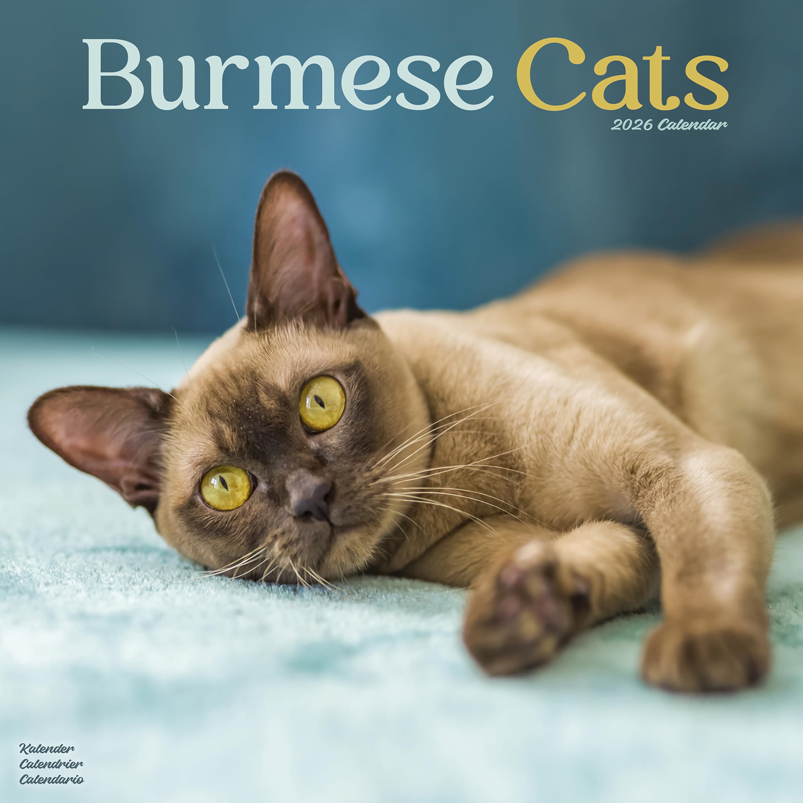 Burmese Cats 2026 Calendar | Square Wall Calendar | Cat Gift | Plastic Free Packaging | by Avonside Publishing