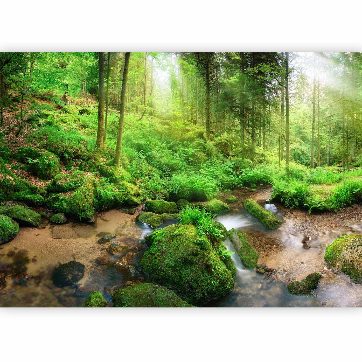murando - Carta da Parati Adesiva Muro per Soggiorno, Foresta, 245x175 cm | Fotomurali Adesivi per Mobili, Stickers Murales, Decorazione da Muro XXL, Poster Giganti da Parete, Natura