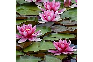 Live Aquatic Hardy Water Lily | Easy Drop-N-Grow Pre-Grown, Pre-Rooted Water Lily for Ponds