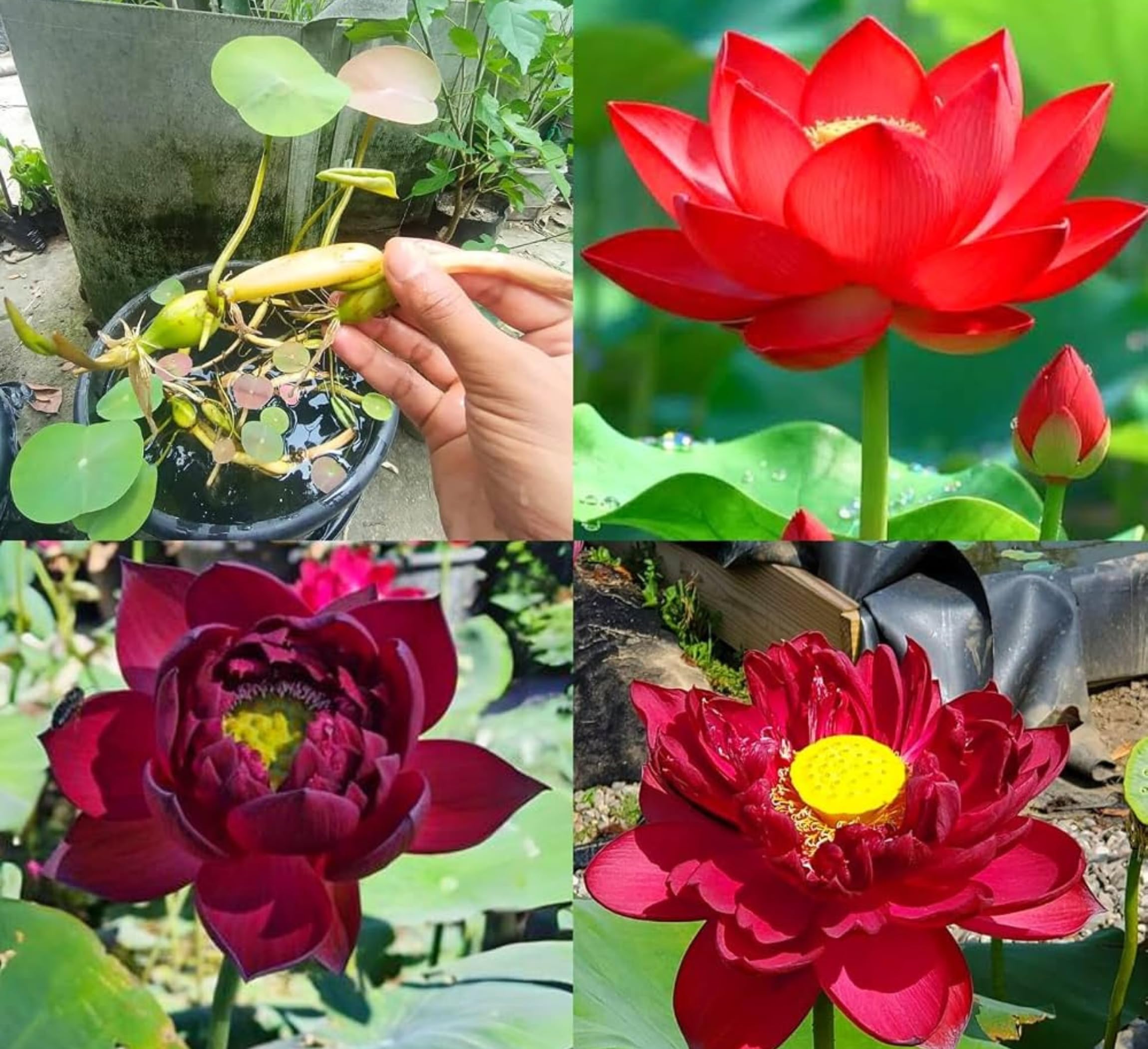Red Lotus Plant - Blooms in 30 Days! -17