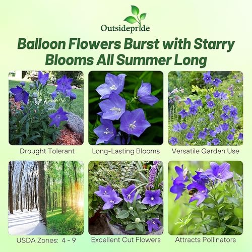 Miniatura 5 de Outsidepride Semillas de flores de globo azul para plantar, 2000 piezas perennes, tolerantes a la sequía, fáciles de cultivar, de bajo