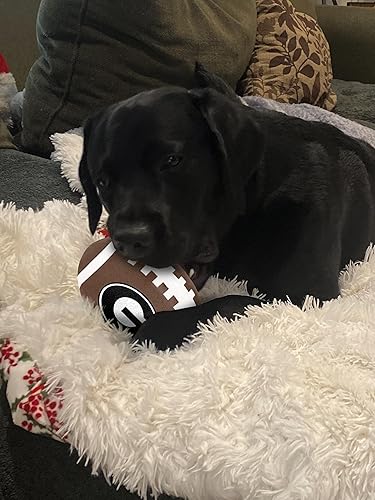 Miniatura 5 de Juguete de fútbol oficial de la NCAA con chirriador, duradero y divertido para razas de perros de todos los tamaños (Georgia Bulldogs)