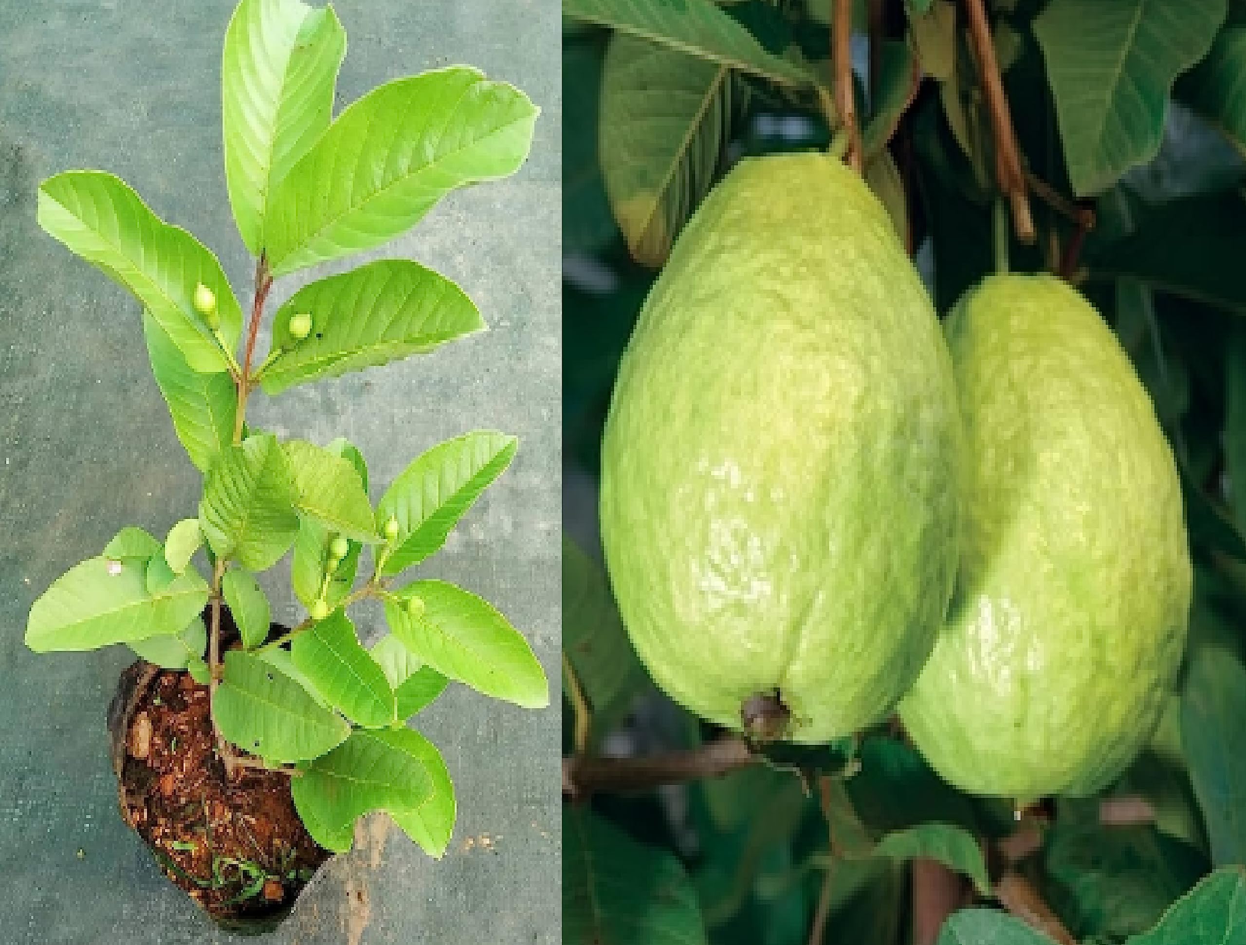 See full amazon price history chart for Oxiflora"All Season Guava"Grafted hybrid Guava - 1 Healthy Live Fruit Plant 1.5-2 Ft Height in Nursery Grow Bag for Home Garden…. Oxiflora"All Season Guava"Grafted hybrid Guava - 1 Healthy Live Fruit Plant 1.5-2 Ft Height in Nursery Grow Bag for Home Garden…. (B0C7P6L5BK) Amazon Price History, Amazon Price Tracker