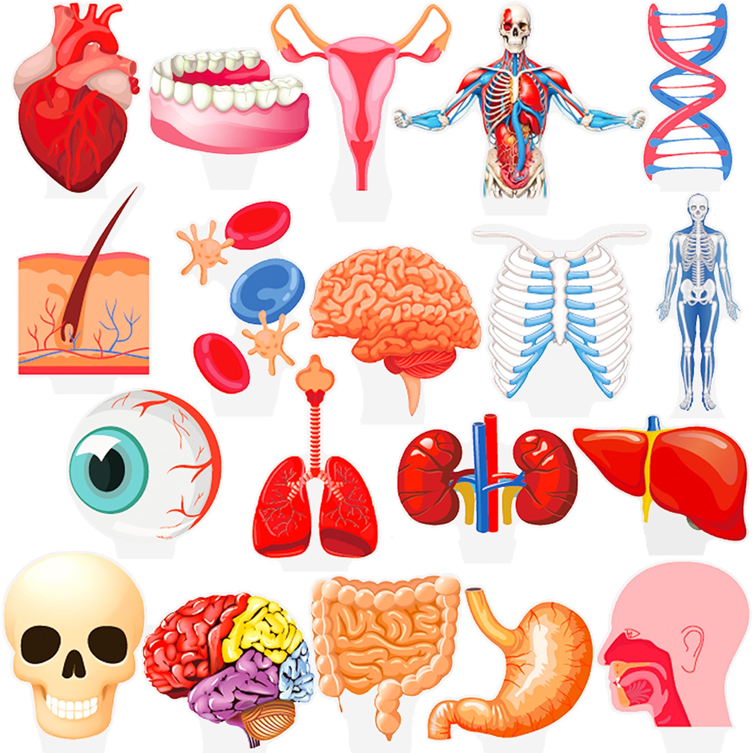 48Pcs Human Anatomy Party Cupcake Toppers Human Anatomy Body Part Birthday Party Decoration Human Anatomy Theme Cupckae Toppers for Doctor Nurse Birthday Party Baby Shower Supplies