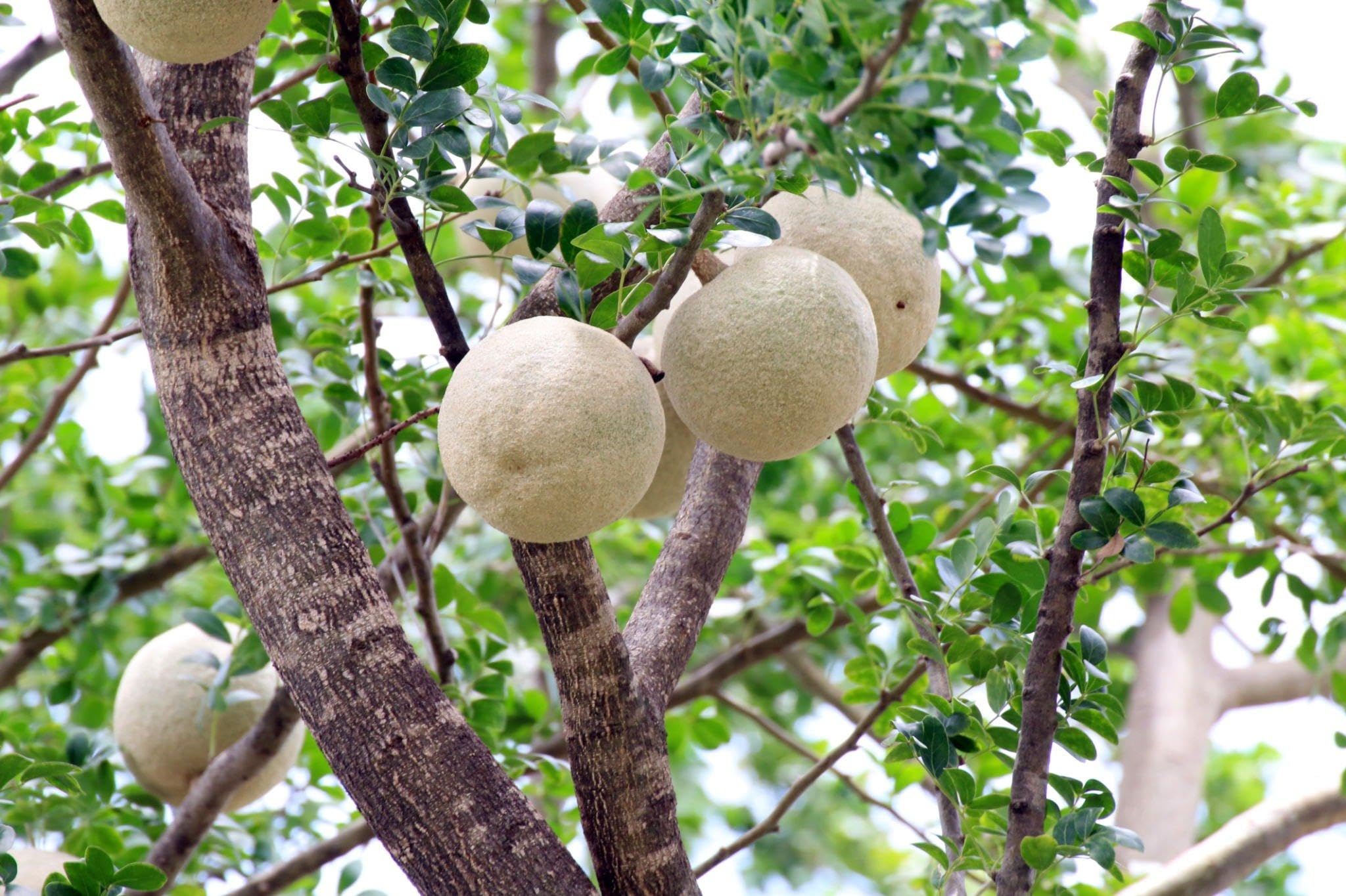 ONLINE PLANT BAZAR WOOD APPLE/LIMONIA ACIDISSIMA/KOD BEL FRUIT THAI VARIETY GRAFTED LIVE PLANT (B0CD4KD7N2) Amazon Price History, Amazon Price Tracker