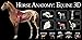 Horse Anatomy: Equine 3D
