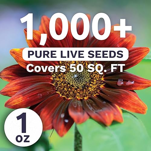 Miniatura 2 de Velvet Queen Sunflower – Paquete grande de 1 onza – 1000 semillas de flores para plantar – Helianthus annuus