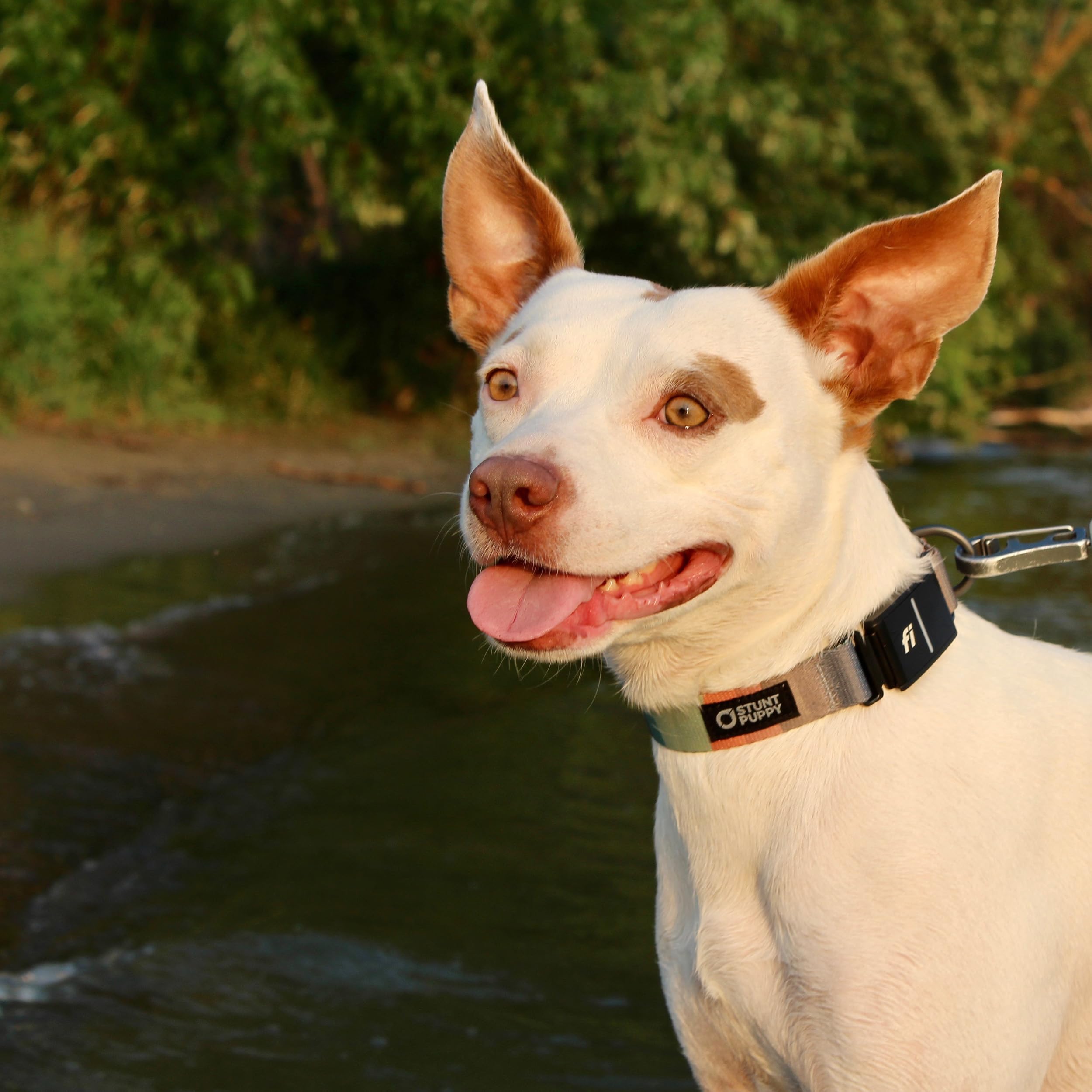 Stunt Puppy Dog Collar, Fi Series 3 Ready, Earthtone, Large - Compatible with Fi GPS Device (Not Included)