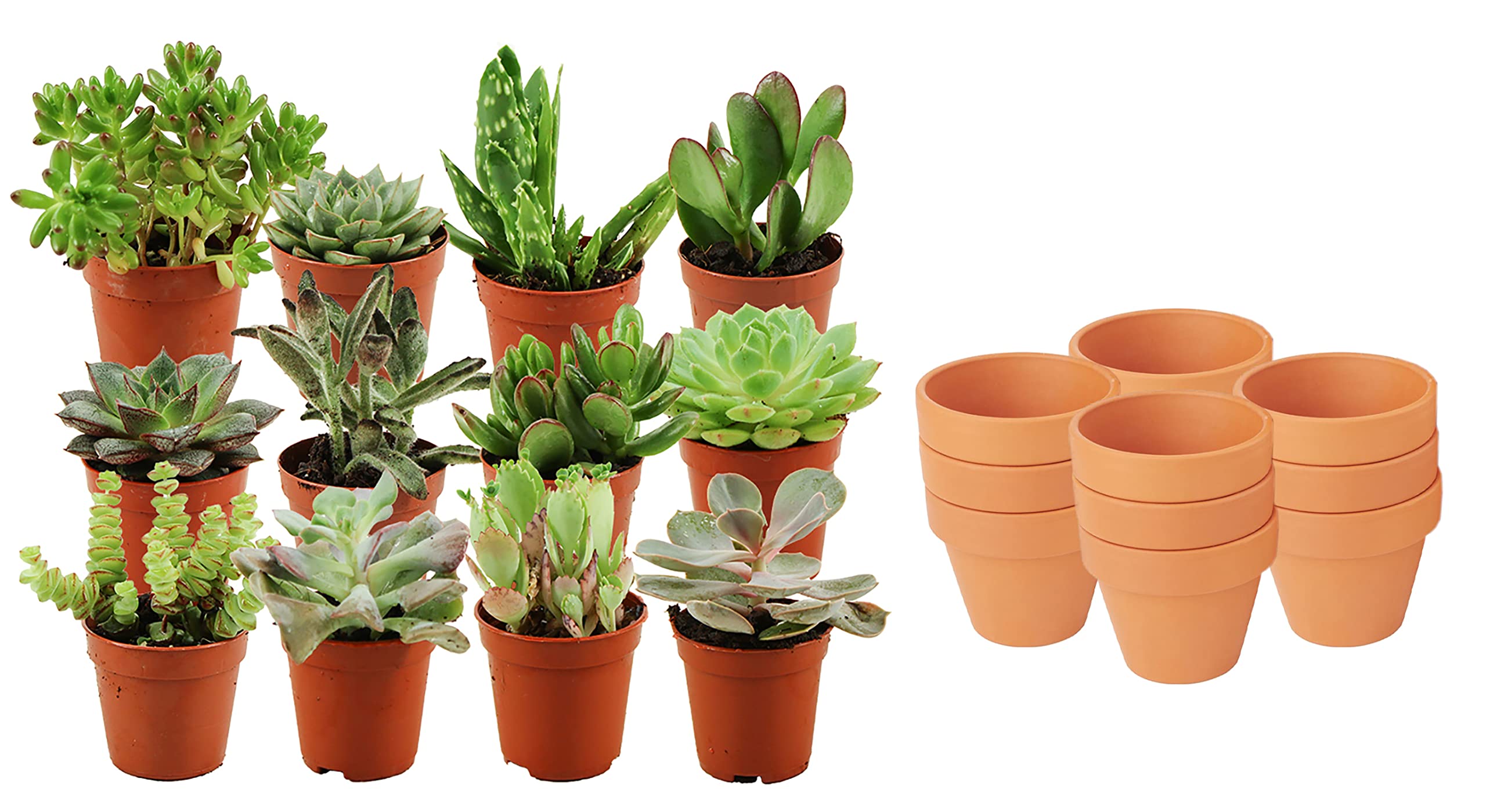 Succulentes naturelles en pot terre cuite x12 pour decoration interieure