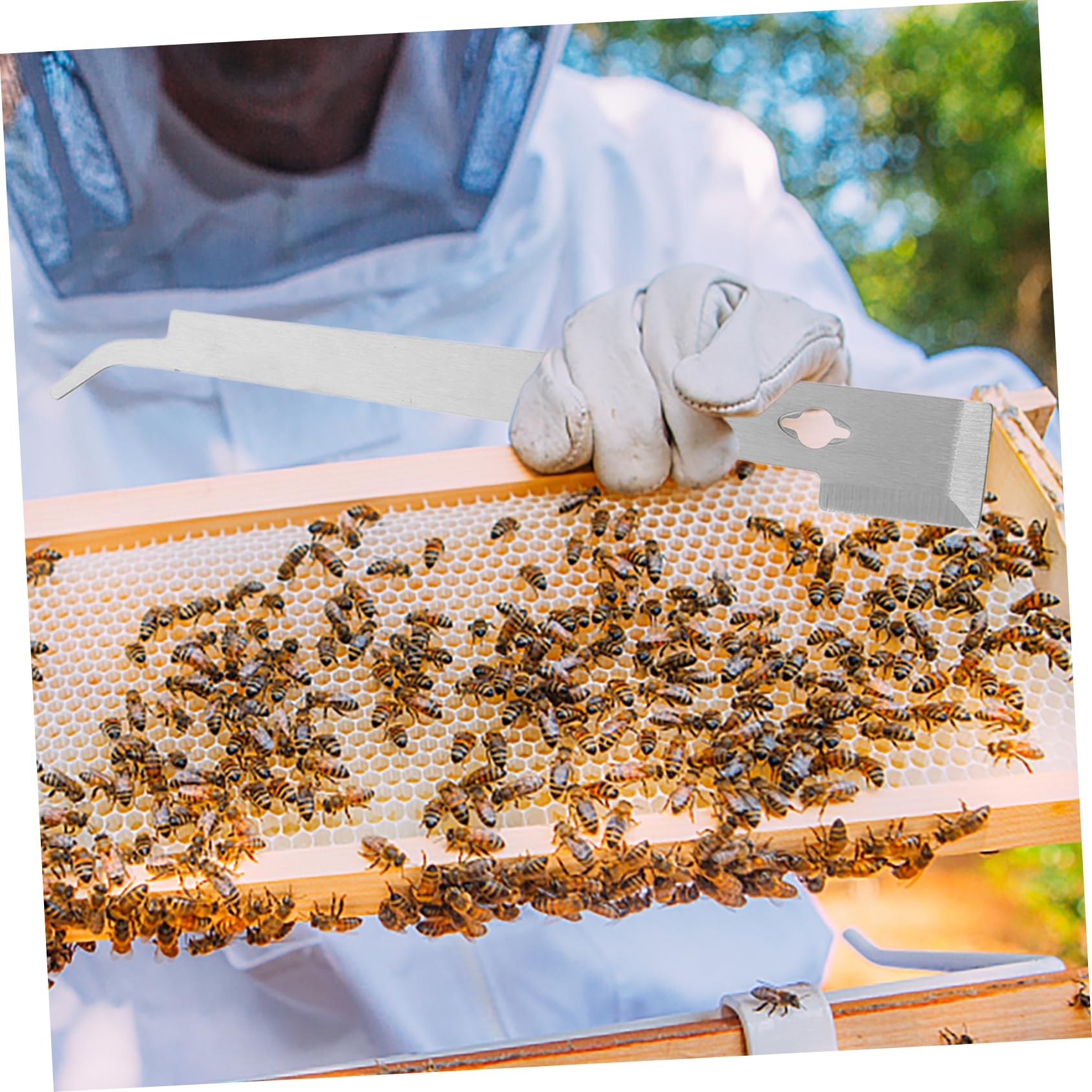 Didiseaon 5 Pezzi Di Strumenti Per L'Apicoltura Raschietto Per Apicoltore Raschietto Per Alimentatore Detergente Per Finestre Sicurezza Forniture Per L'Apicoltura Strumento