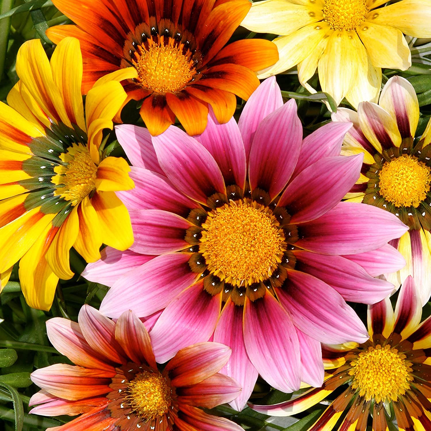 FLARE SEEDS Gazania Sunshine Mixed Garden Flower Seeds - Pack of 297 Seeds (B09BLKT6T5) Amazon Price History, Amazon Price Tracker
