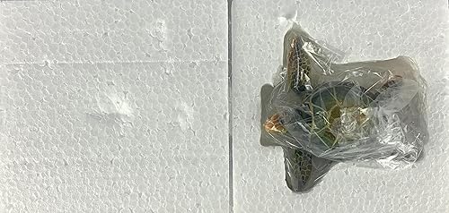 Miniatura 6 de Ain't It Nice Estatua de tortuga marina, decoración de playa, océano costero, decoración de playa, habitación de playa para el hogar y la oficina