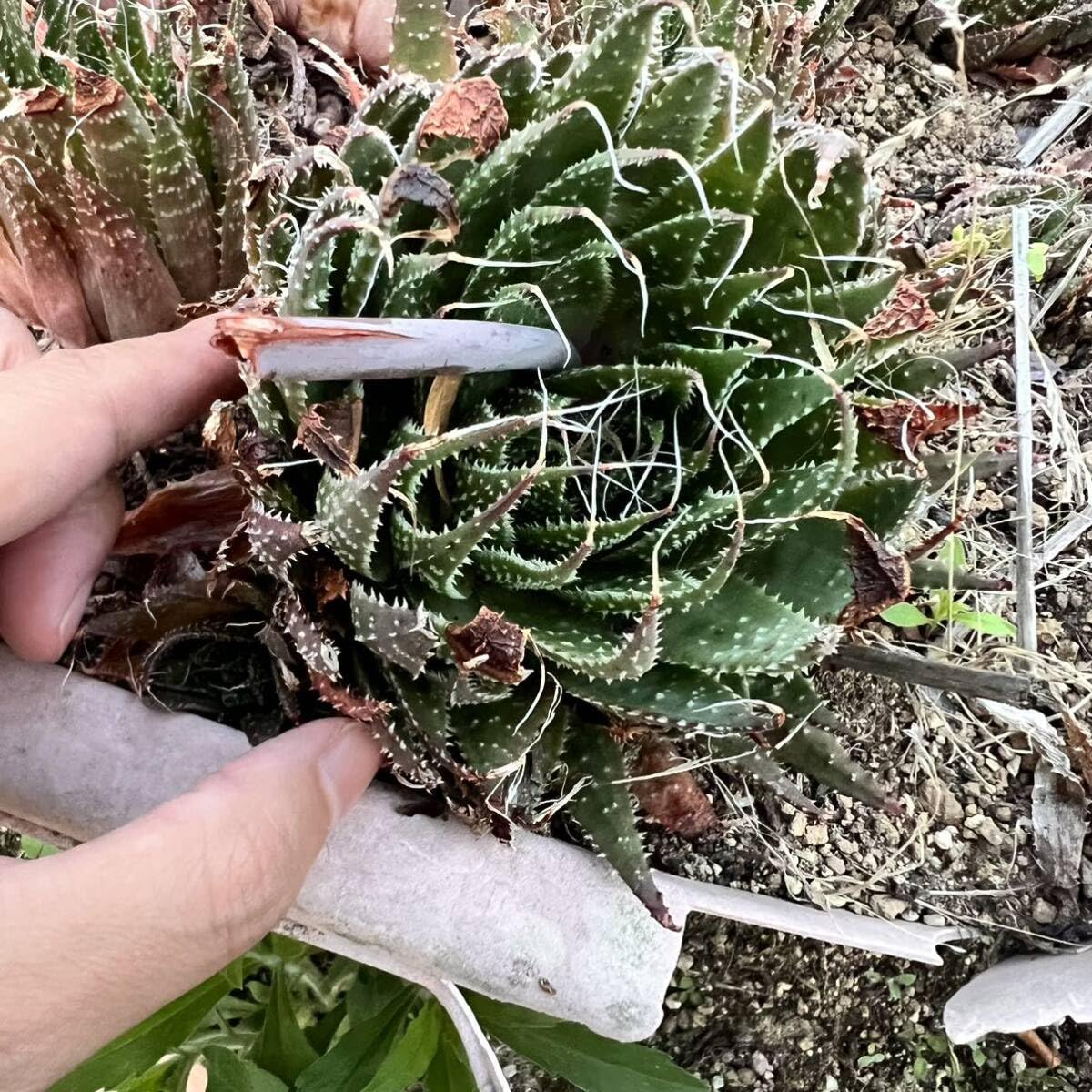 Amazon.co.jp: 大苗！ガステリアアリスタータ根付き抜き苗多肉植物