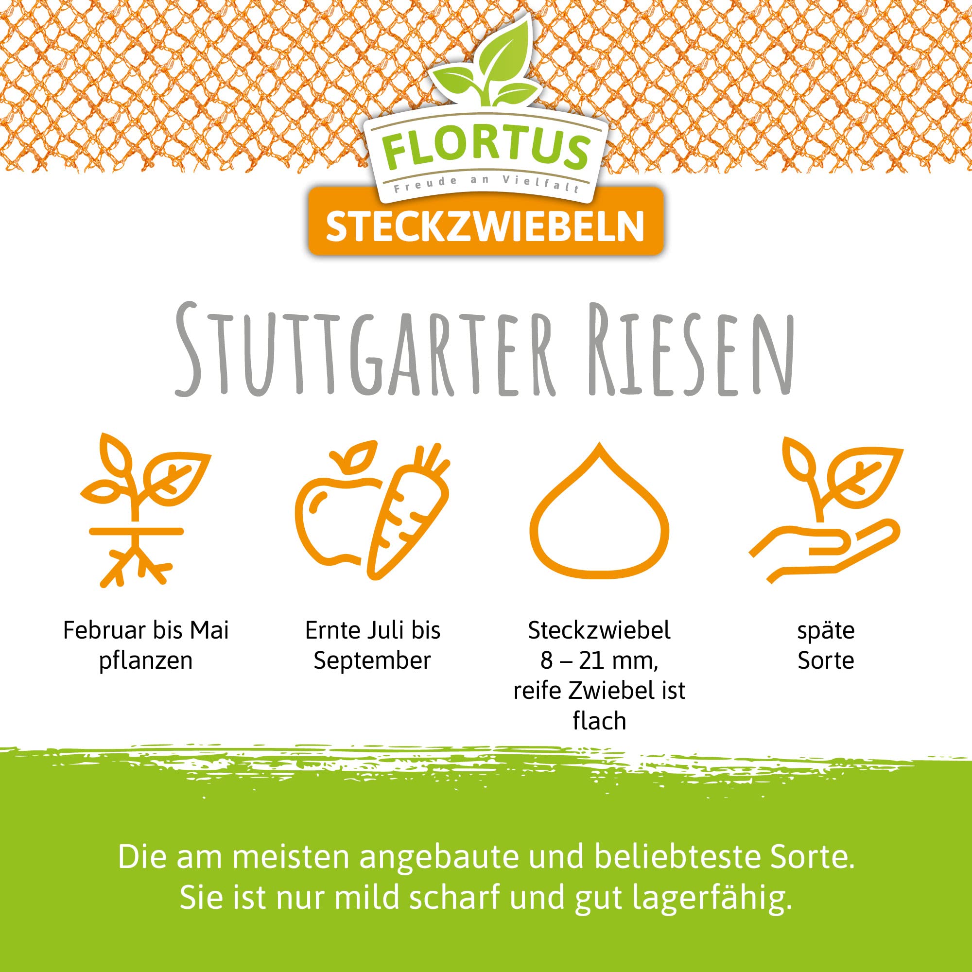 FLORTUS Steckzwiebeln Stuttgarter Riesen 500 g I Alte Zwiebelsorte mit großen Zwiebeln & milder Schärfe I Frühe Sorte mit guter Lagereignung I Ideal für Garten & Hochbeet I Zwiebeln stecken