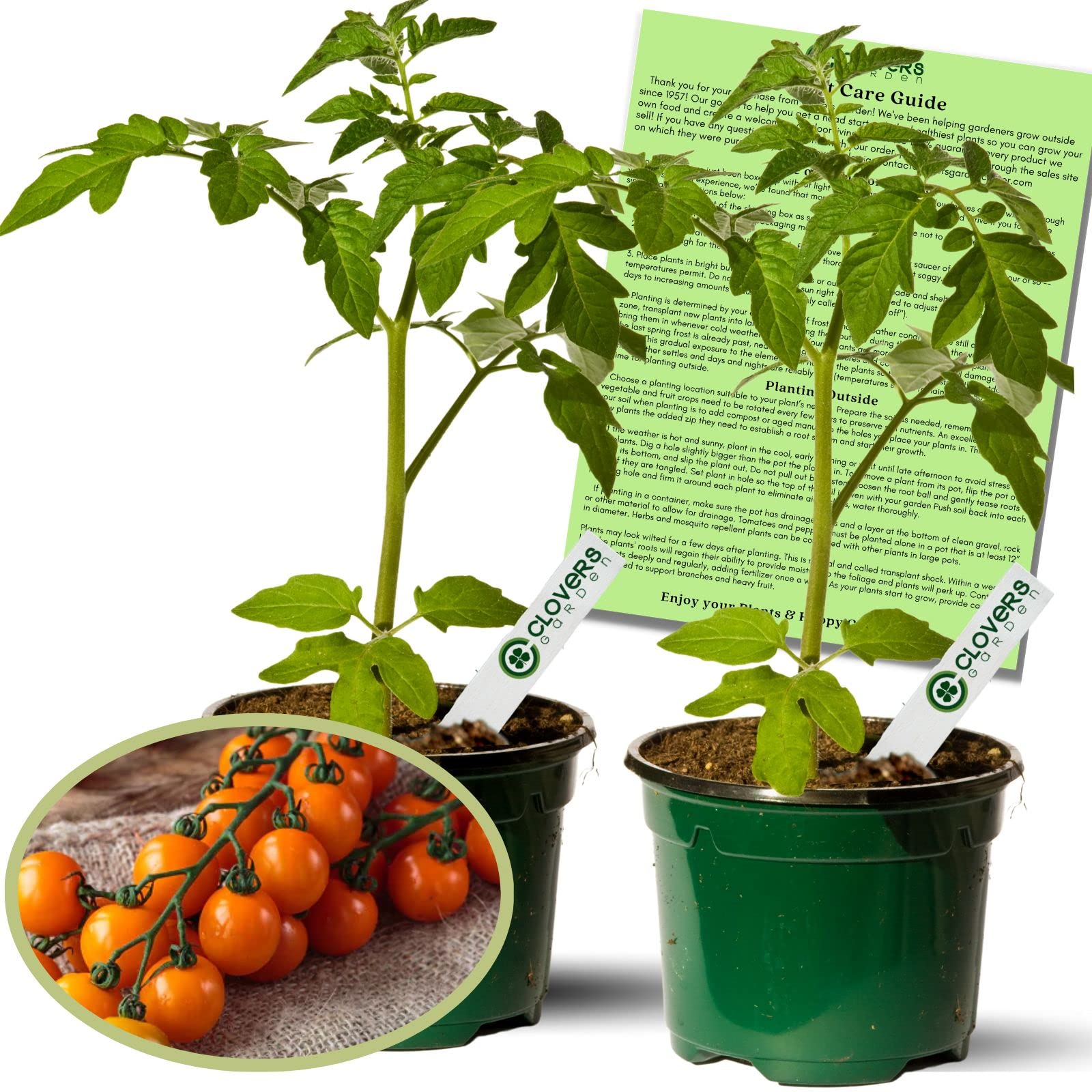 Clovers Garden Sunsugar Tomato Plants