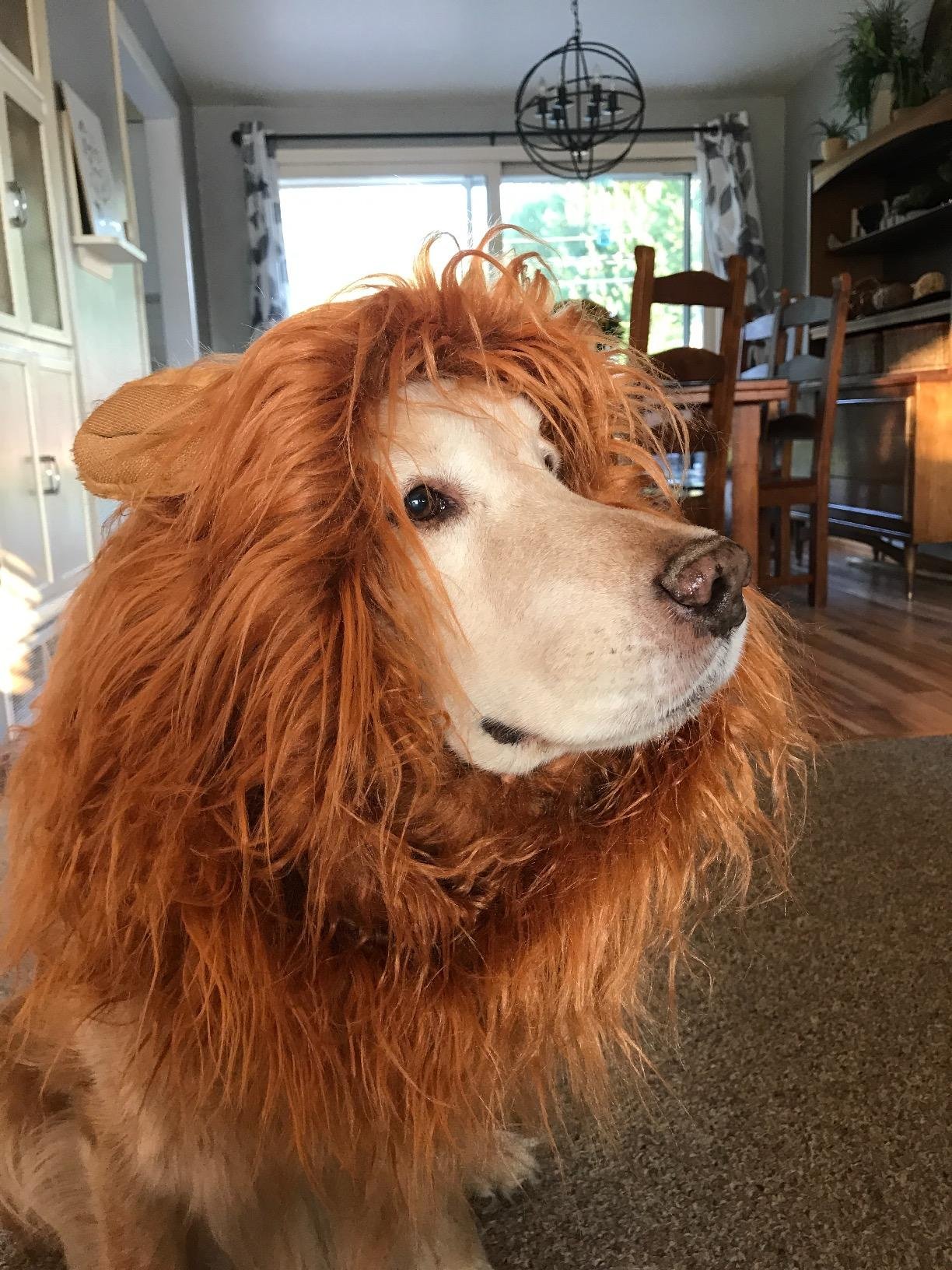 Zamango Pet Dog Cosplay Costume Lion Mane Wig Pet Lion Wigs Mane Hair Scarf Dress up Clothes