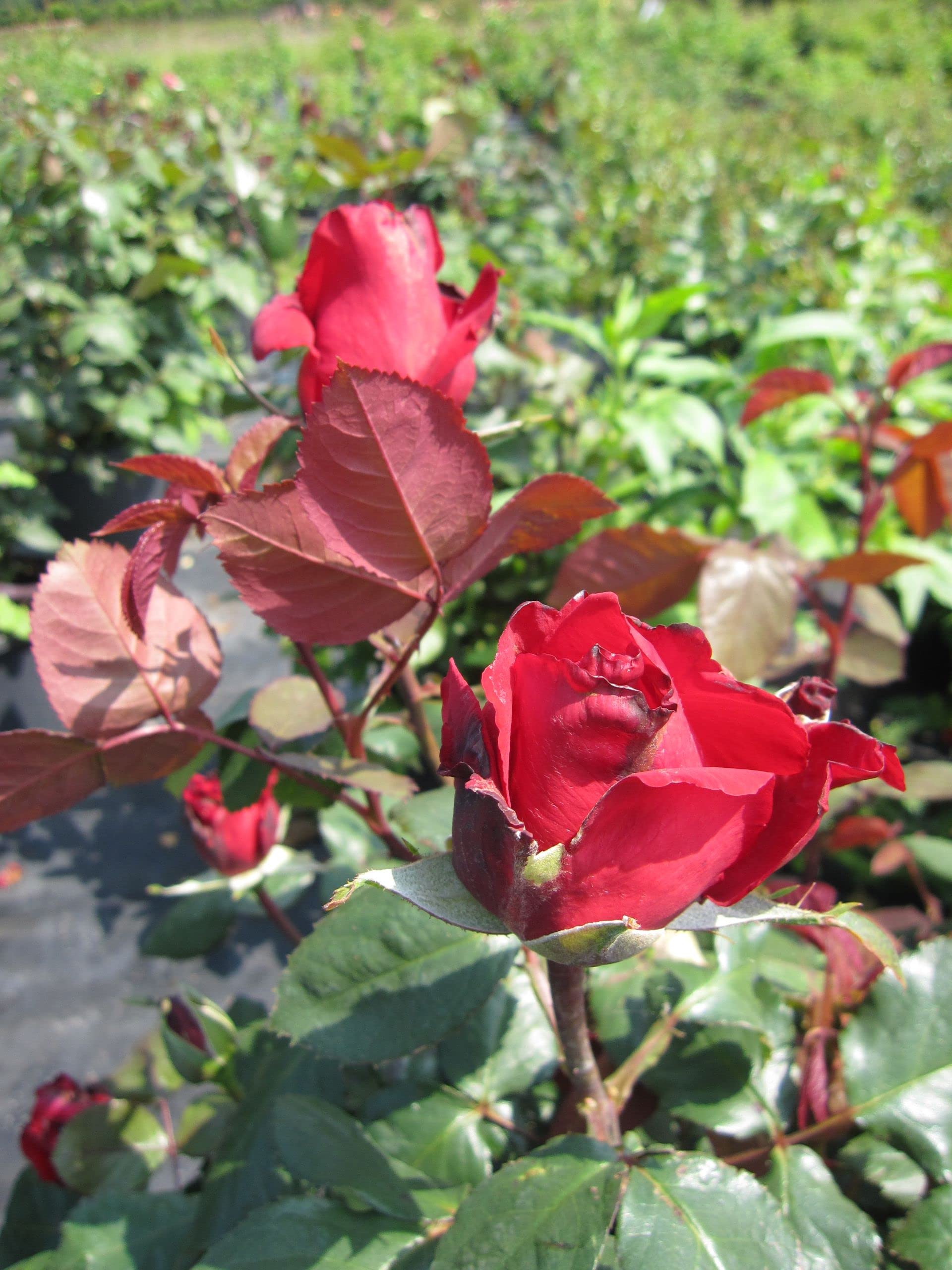 Rosa Grande Amore® - Edelrose Grande Amore® - Kordes-Rose - Eleganza®-Kollektion