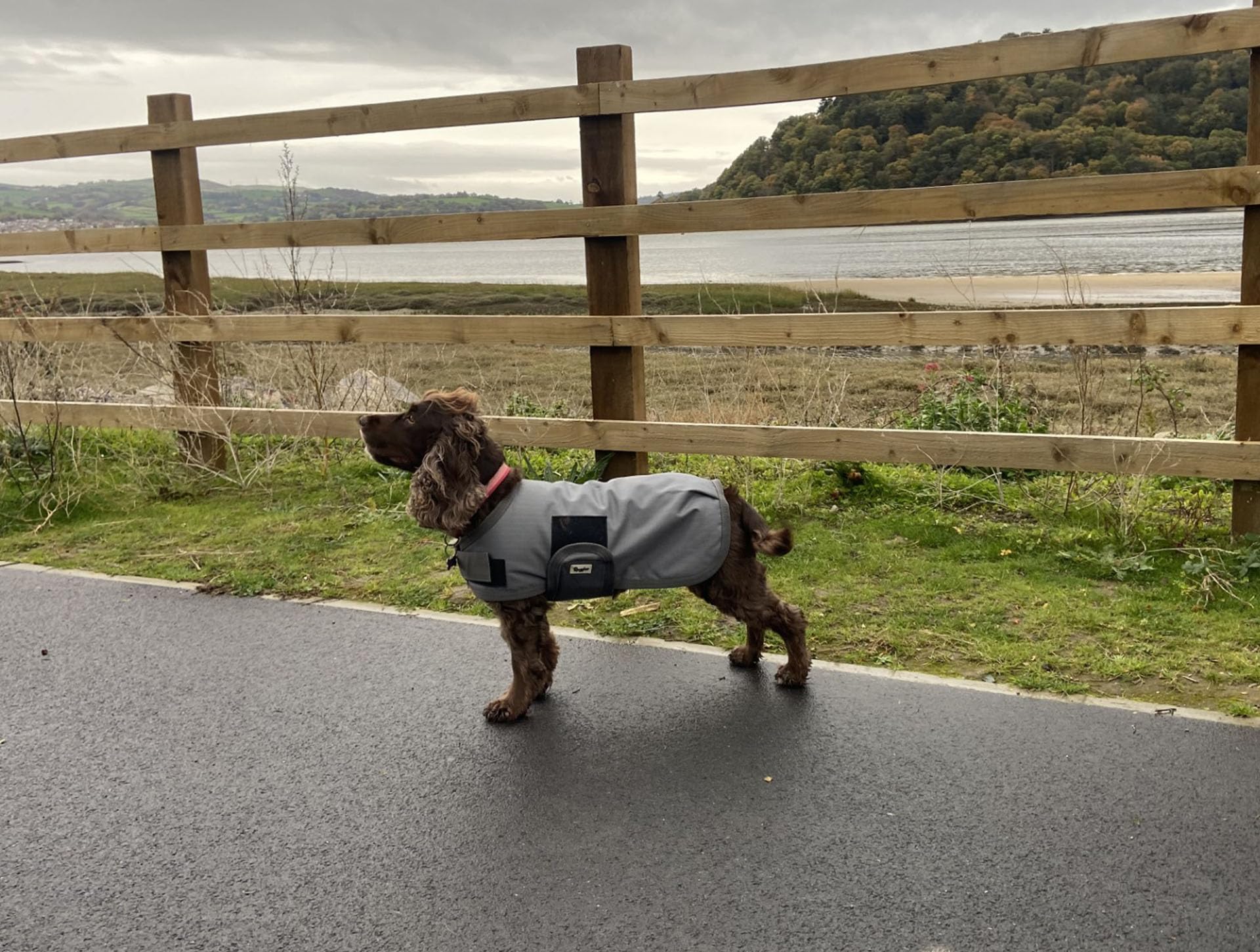 Ruggles Waterproof Dog Coat - Breathable, fleece lined dog rain jacket (Dark Grey, 16")