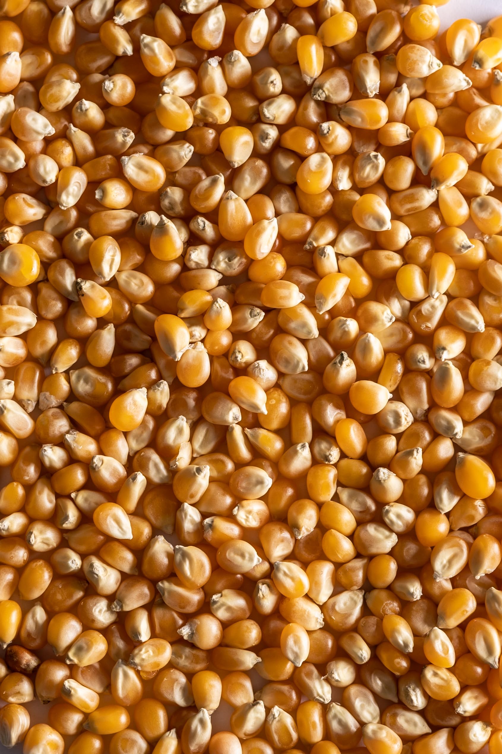 Biojoy Maïs pour Pop-corn BIO (2 kg), sans additifs