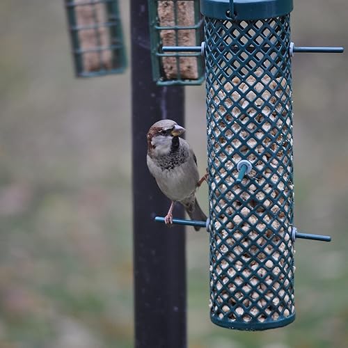 Miniatura 5 de C&S Wild Bird - Mega caja de pepitas de sebo de girasol, 8 libras