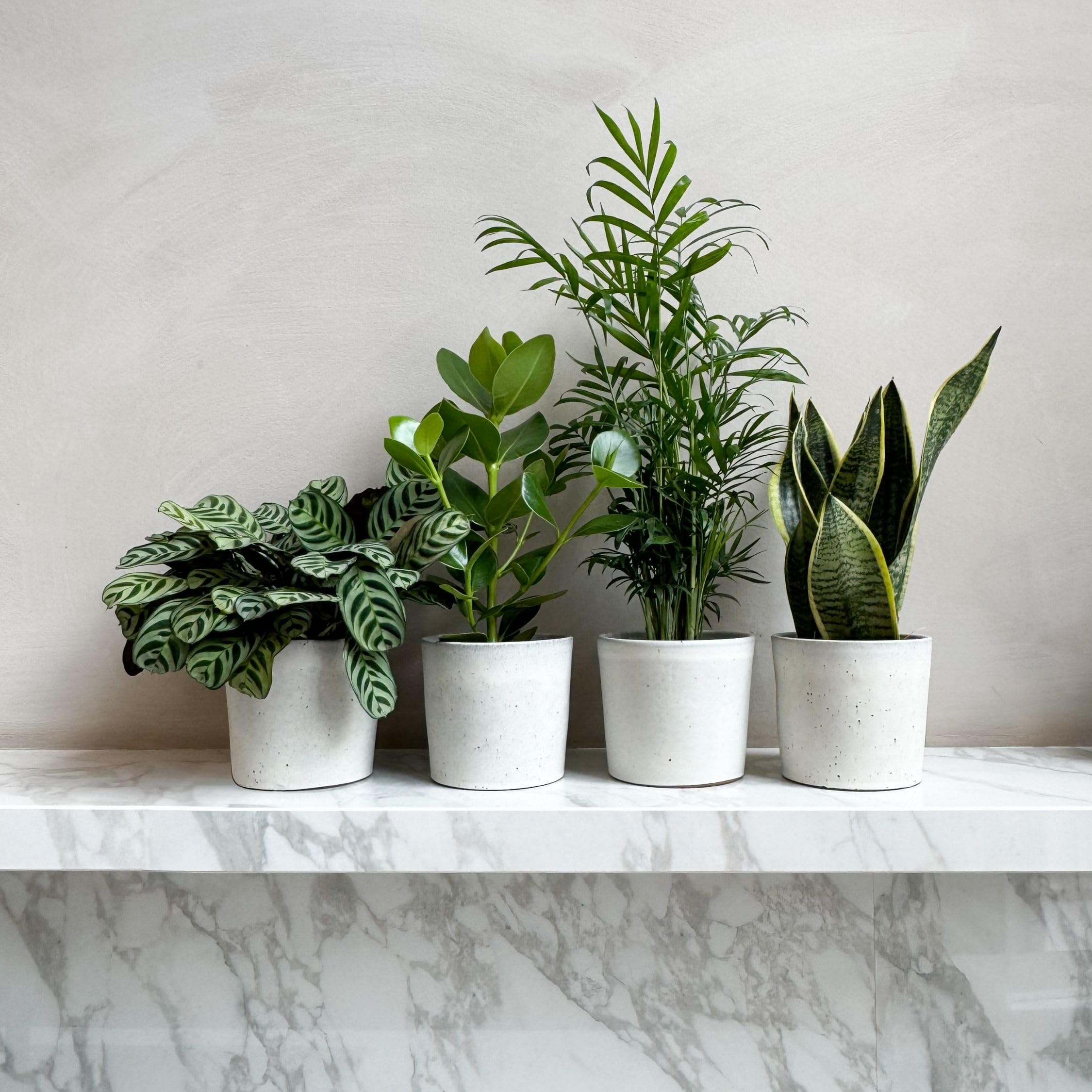 Plant in a Box - Plantes d'intérieur 'Entretien facile' - Set de 4 - Très facile d'entretien - Pot 12cm - Hauteur 25-40cm - Sansevieria, Chamaedorea, Ctenanthe, Clusia