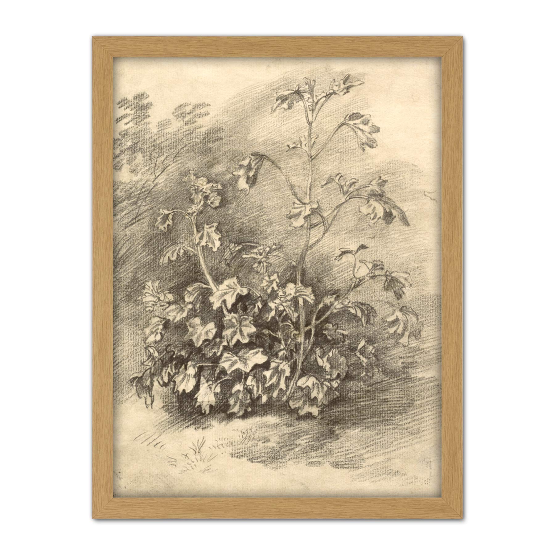 Artery8 Gainsborough Study Of Mallows 1750S Painting Artwork Framed Wall Art Print 18X24 Inch