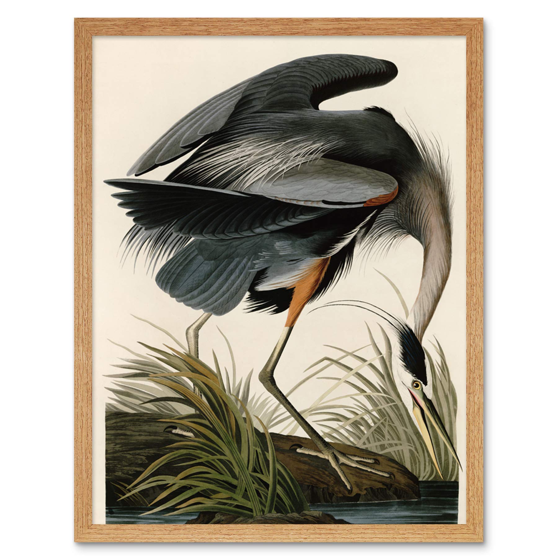 Artery8 Audubon Birds Great Blue Heron Painting Art Print Framed Poster Wall Decor 12x16 inch