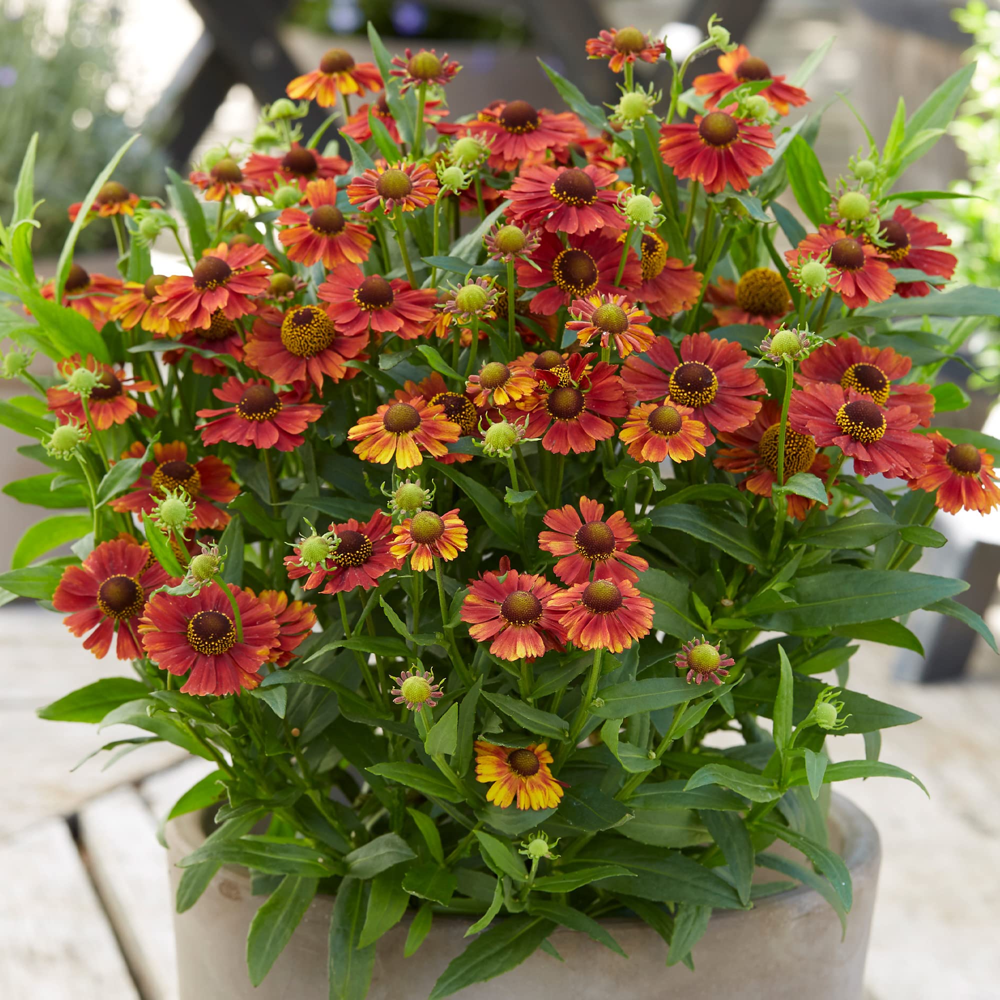 Helenium Strawberry Sundae Deciduous Flowering Outdoor Perennial in Plant Pot (20-30cm Incl. Pot)